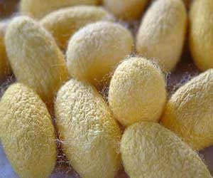 Пашкули на копринената буба