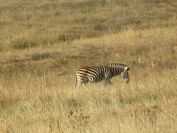 Усещане за сафари