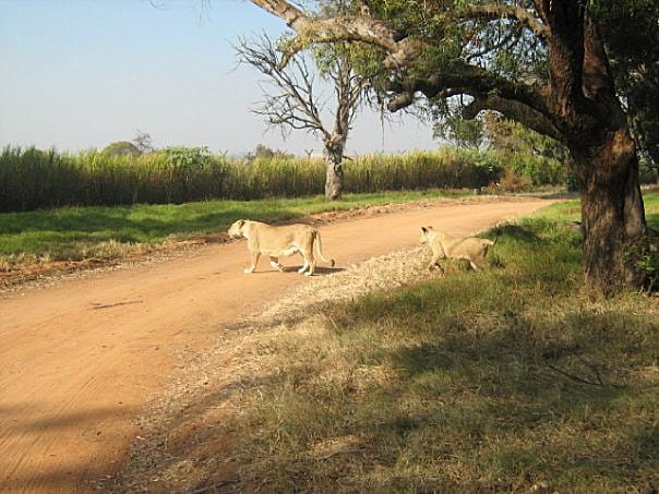 Усещане за сафари