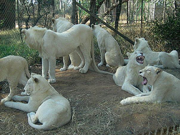 Усещане за сафари