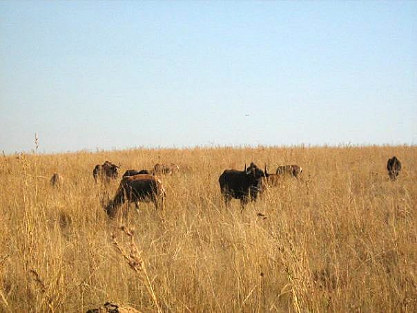 Усещане за сафари