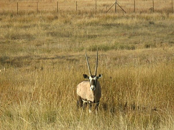 Усещане за сафари