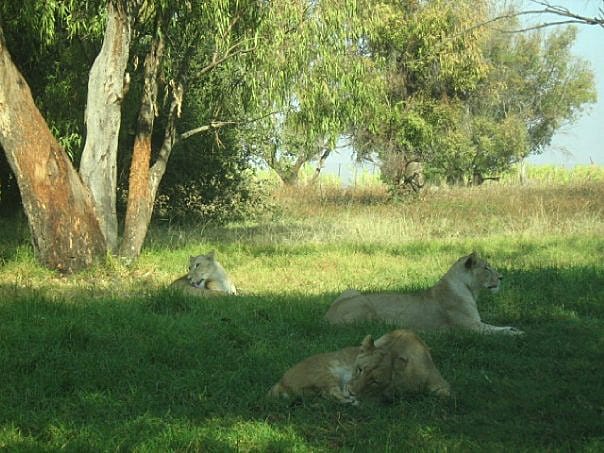 Усещане за сафари