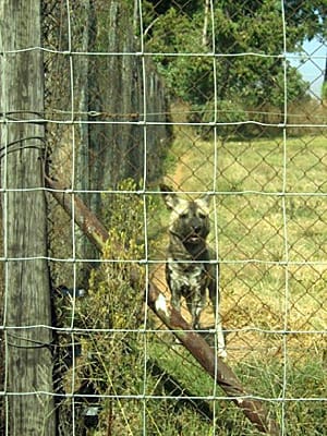 Усещане за сафари