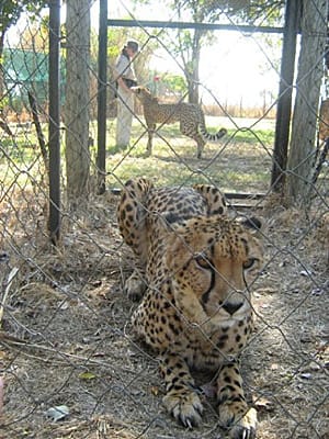 Усещане за сафари