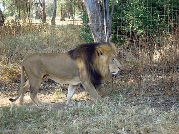 Усещане за сафари