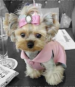 КУЧЕНЦЕТО КАТО ЖИВ АКСЕСОАР