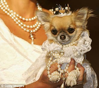 КУЧЕНЦЕТО КАТО ЖИВ АКСЕСОАР