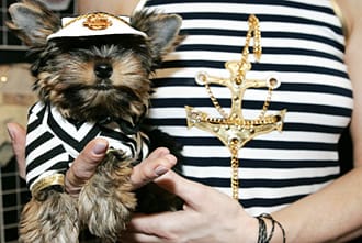 КУЧЕНЦЕТО КАТО ЖИВ АКСЕСОАР