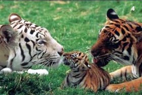 Семейство тигри