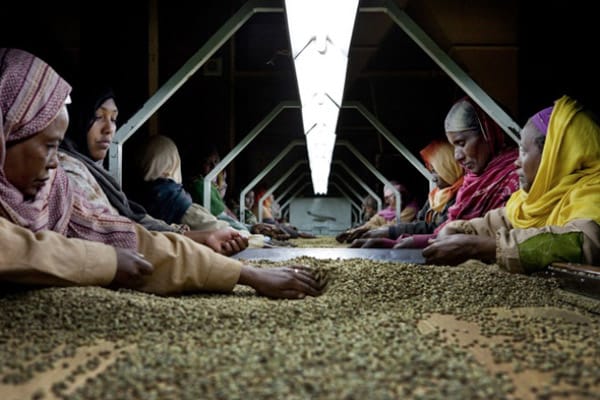 KAFA: ПИРШЕСТВО НА ВКУСА, ЕДНО ПЪТУВАНЕ ДО КОРЕНИТЕ НА КАФЕТО