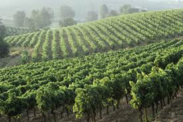 KAFA: ПИРШЕСТВО НА ВКУСА, ЕДНО ПЪТУВАНЕ ДО КОРЕНИТЕ НА КАФЕТО