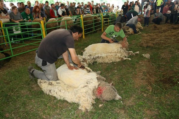 Четвърти Национален събор на овцевъдите в България
