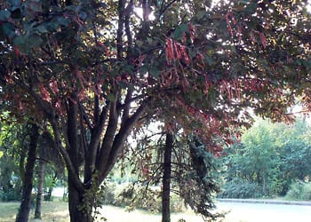 цъфнало дръвче