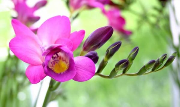 ТЕНДЕНЦИИТЕ В АРОМАТИТЕ ЗА СЕЗОН ЛЯТО 2016 г.